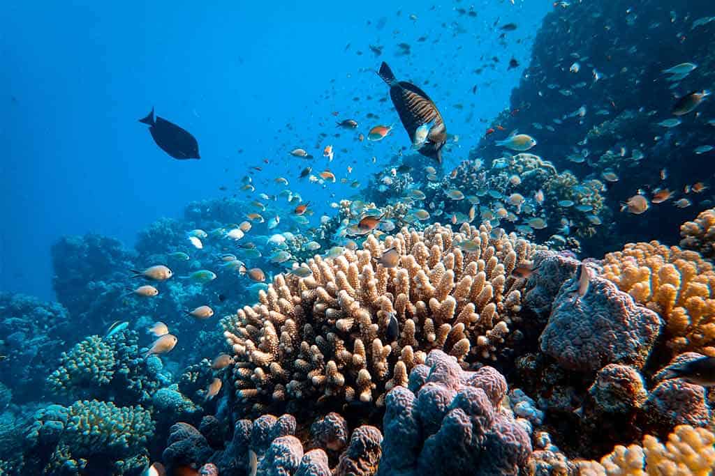Snorkelling Great Barrier Reef