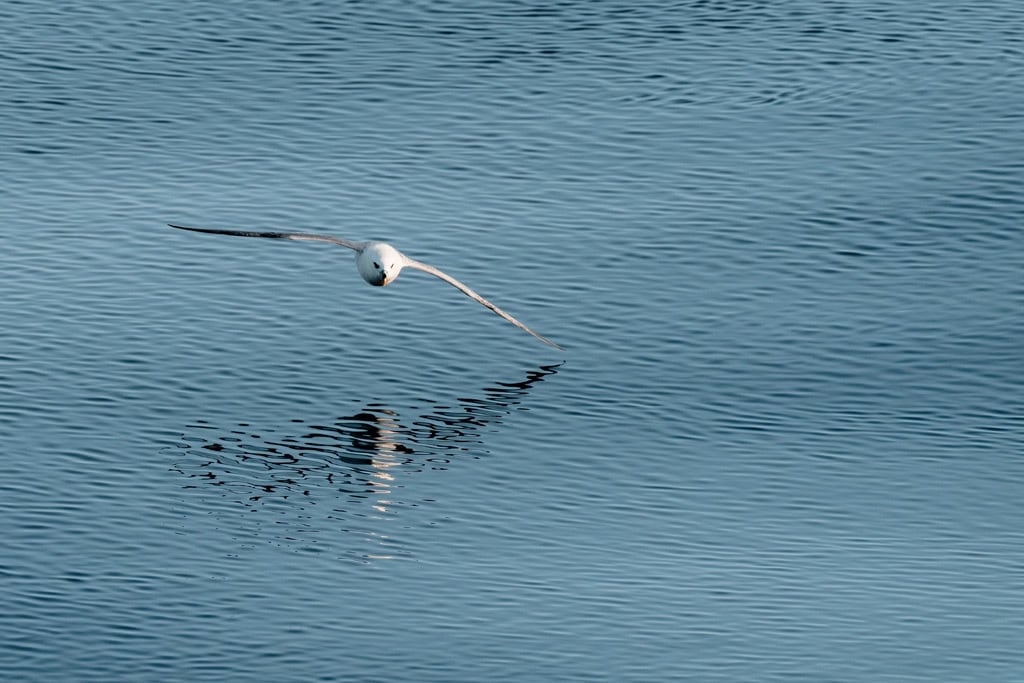 Kittiwake