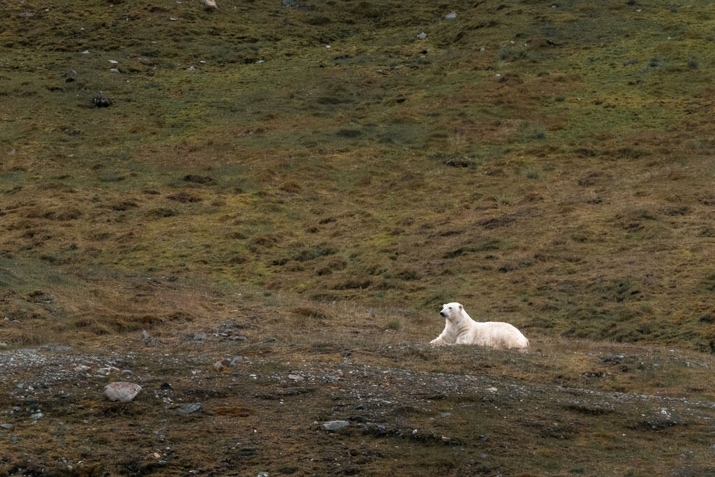 Polar Bear At Recherchefjord