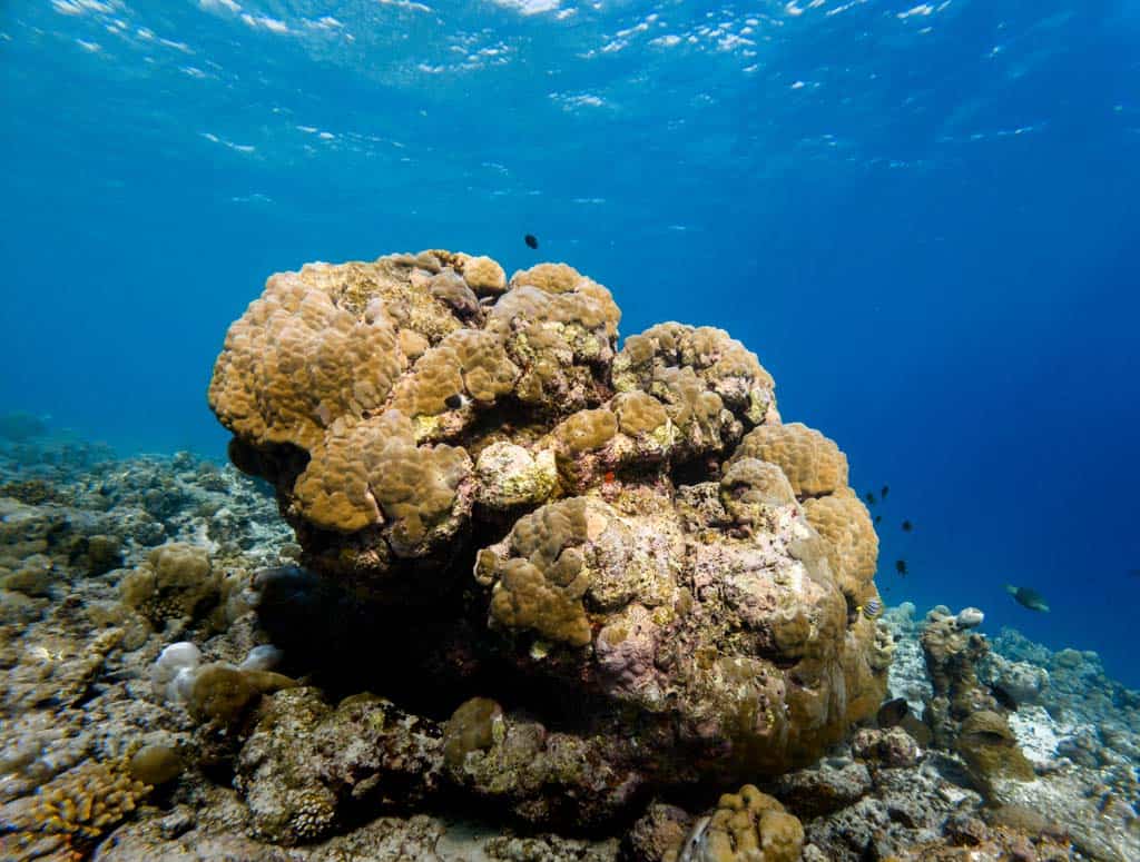 House Reef Bombies