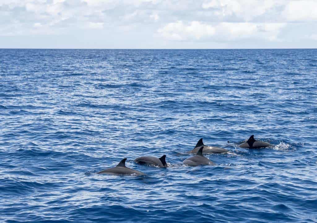 Spinner Dolphins Sunset Cruise